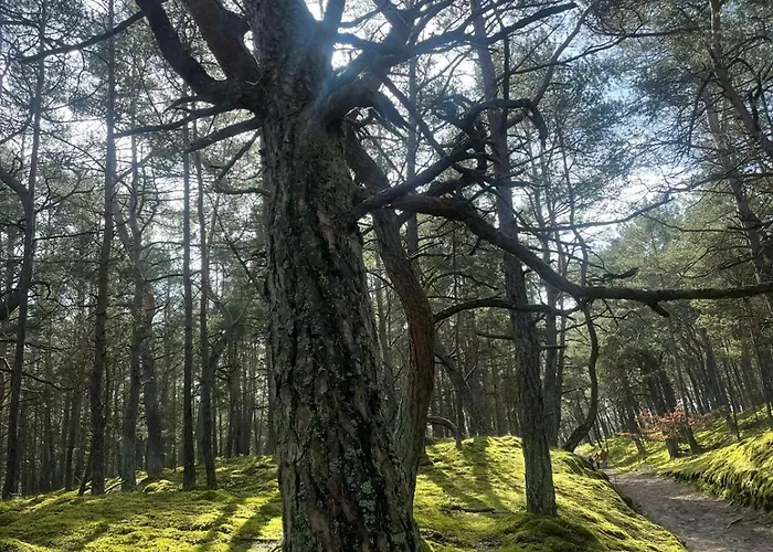 Dzika Foka Wioslowa 49 * Gdańsk